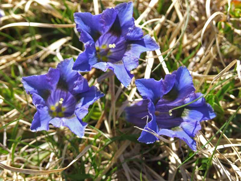 Fioritura di genziane G. kochiana e G. clusii